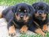 PoulaTo: Rottweiler καθαρόαιμα